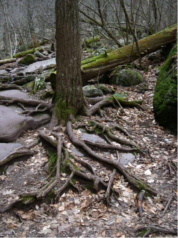 Earth Science Digital Image Library Physical Weathering