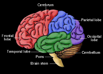 Brain Geography - SAS