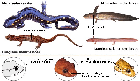 Marbled Salamanders Diet Meal Plans