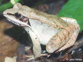 frog wood calls organisms vernal pool getting know animalia kingdom lithobates sylvaticus